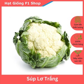 Hạt Giống Bông Cải Trắng Lai F1 (Súp Lơ Trắng) Bông Tròn Mịn