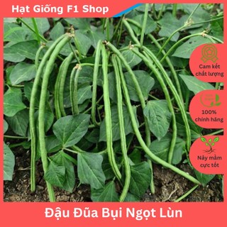 Hạt Giống Đậu Đũa Bụi Lùn 20 Gam Năng Suất Cao