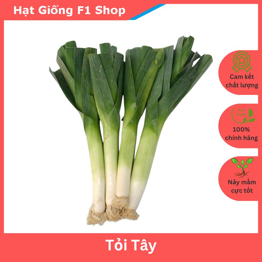 Hạt Giống Tỏi Tây (Hành Boa Rô)