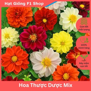 Hạt giống hoa thược dược nhiều màu rực rỡ