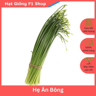 Hạt giống hẹ ăn bông ngon ngọt