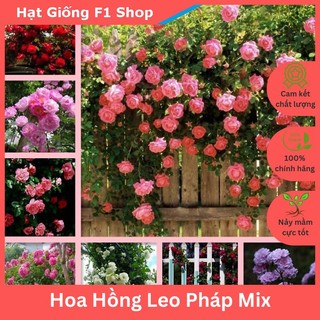 Hạt Giống Hoa Hồng Leo Pháp Nhiều Màu Mix Rực Rỡ (045.F1)