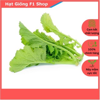 Hạt giống cải bẹ mào gà dễ trồng 20 gam