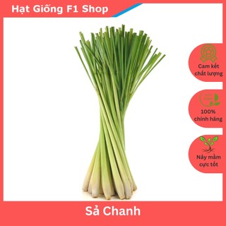 Hạt Giống Cây Sả Chanh Chất Lượng F1 (10H)