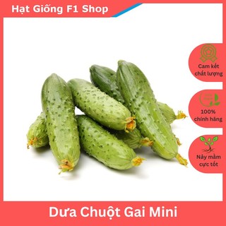 Hạt Giống Dưa Chuột Gai Mini Giòn Ngọt