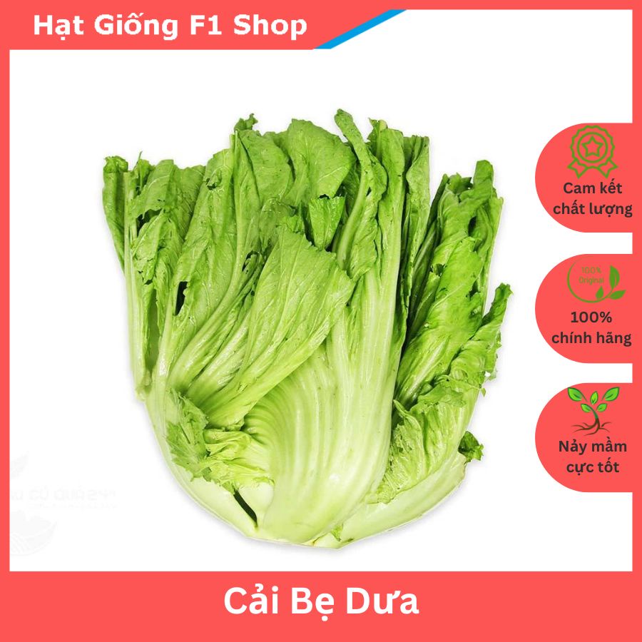 Hạt Giống Cải Bẹ Dưa Cuộn Lớn