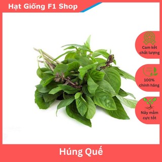 Hạt Giống Rau Húng Quế Dễ Trồng