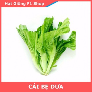 Hạt Giống Cải Bẹ Dưa Cuộn Lớn