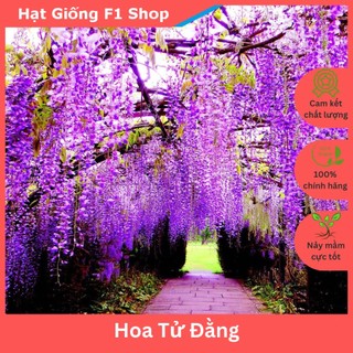 Hạt Giống Hoa Tử Đằng - 5H (120.F1)
