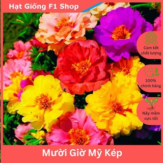 Hạt giống hoa mười giờ mỹ kép mix - 200h