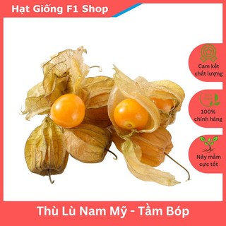 Hạt Giống Quả Thù Lù Nam Mỹ - Anh Đào Đất - Tầm Bóp (50 Hạt) (079.F1)