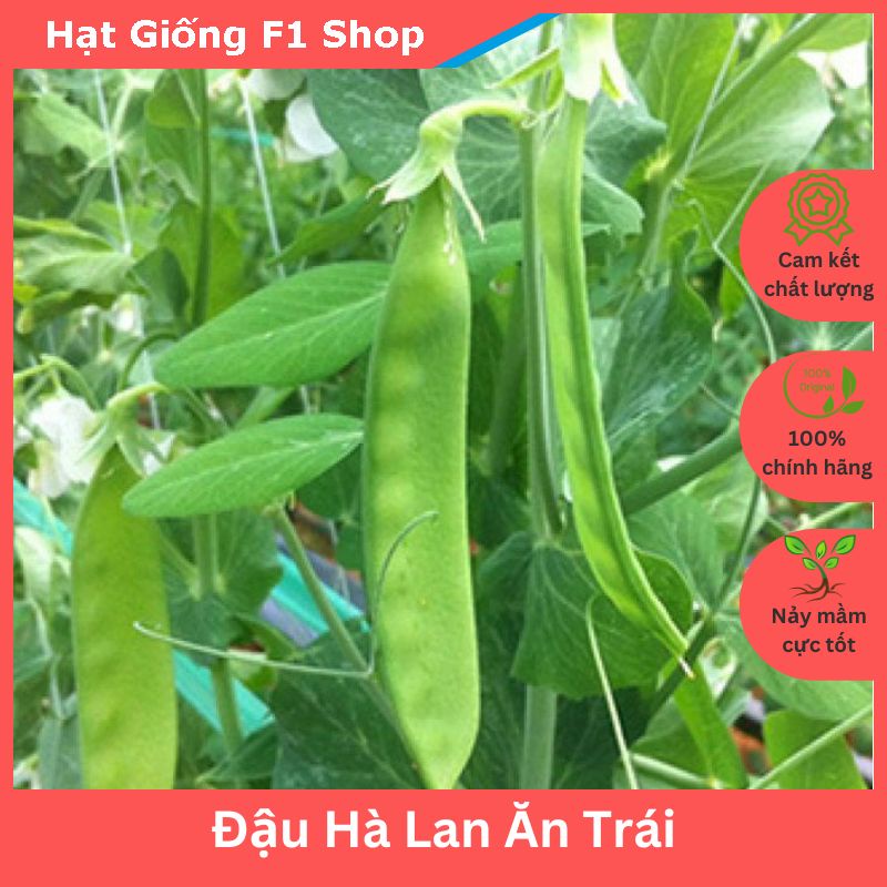 Hạt Giống Đậu Hà Lan Thu Trái Năng Suất Cao