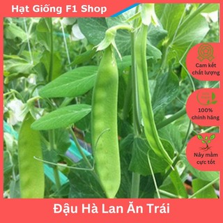 Hạt Giống Đậu Hà Lan Thu Trái Năng Suất Cao