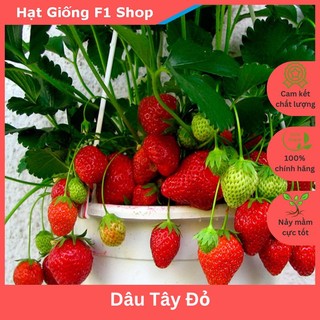 Hạt Giống Dâu Tây Màu Đỏ Etna Ngọt Thơm