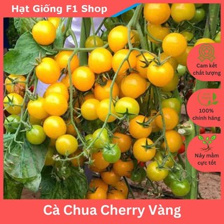 Hạt Giống Cà Chua Cherry Vàng Lai F1 Sai Trái