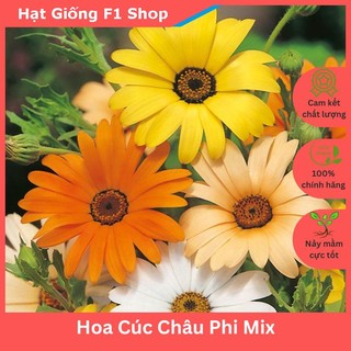 Hạt Giống Hoa Cúc Châu Phi F1 Nhiều Màu Dễ Trồng Mix (022.F1)