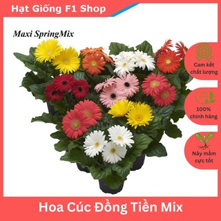Hạt Giống Hoa Cúc Đồng Tiền Nhiều Màu F1 Cắt Cành Trồng Chậu (030.F1)