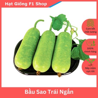 Hạt Giống Bầu Sao Lai F1 Trái Ngắn Ngon Ngọt