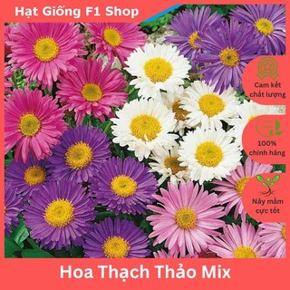 Hạt Giống Hoa Thạch Thảo Nhiều Màu Mix Trồng Chậu Cắt Cành (216.F1)