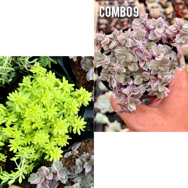 Sen đá combo 9 cây size 6-9cm chỉ 99k