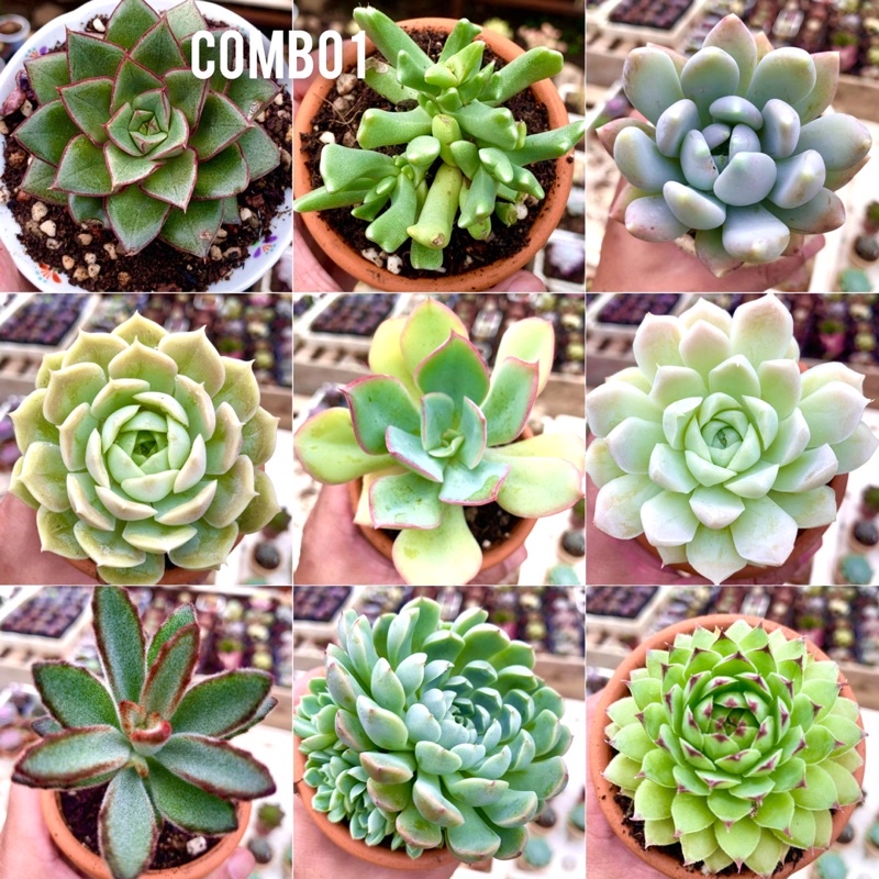 Sen đá combo 9 cây size 6-9cm chỉ 99k