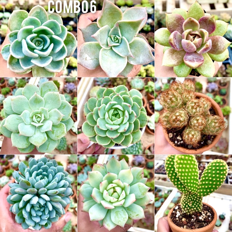 Sen đá combo 9 cây size 6-9cm chỉ 99k