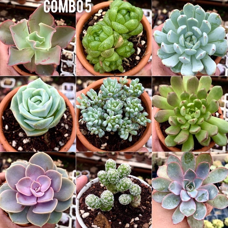 Sen đá combo 9 cây size 6-9cm chỉ 99k