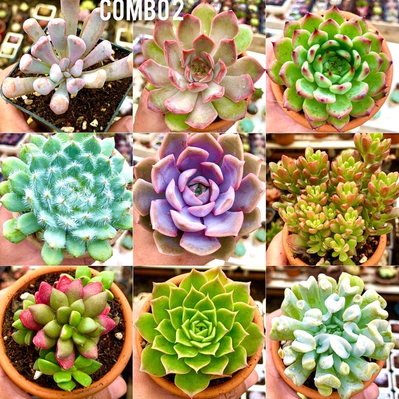 Sen đá combo 9 cây size 6-9cm chỉ 99k