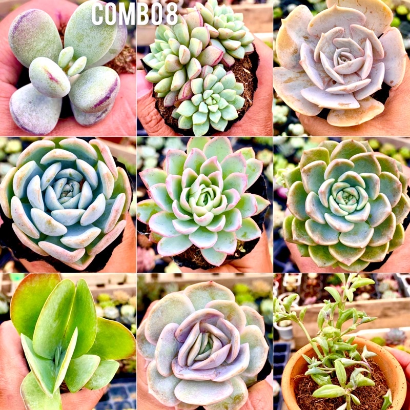 Sen đá combo 9 cây size 6-9cm chỉ 99k