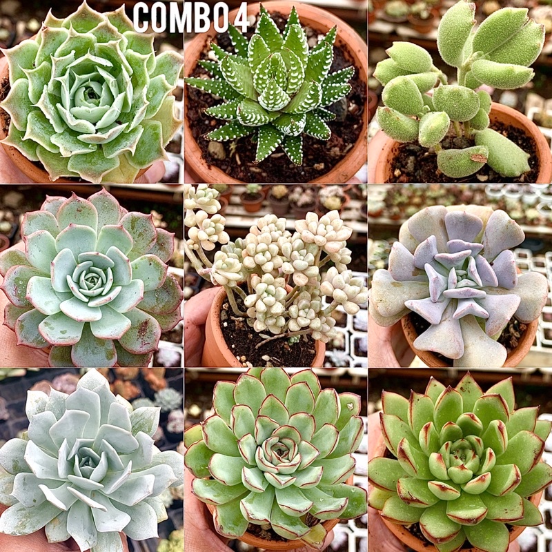 Sen đá combo 9 cây size 6-9cm chỉ 99k