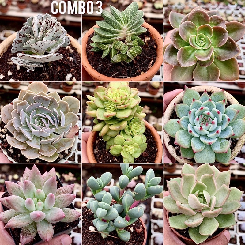 Sen đá combo 9 cây size 6-9cm chỉ 99k
