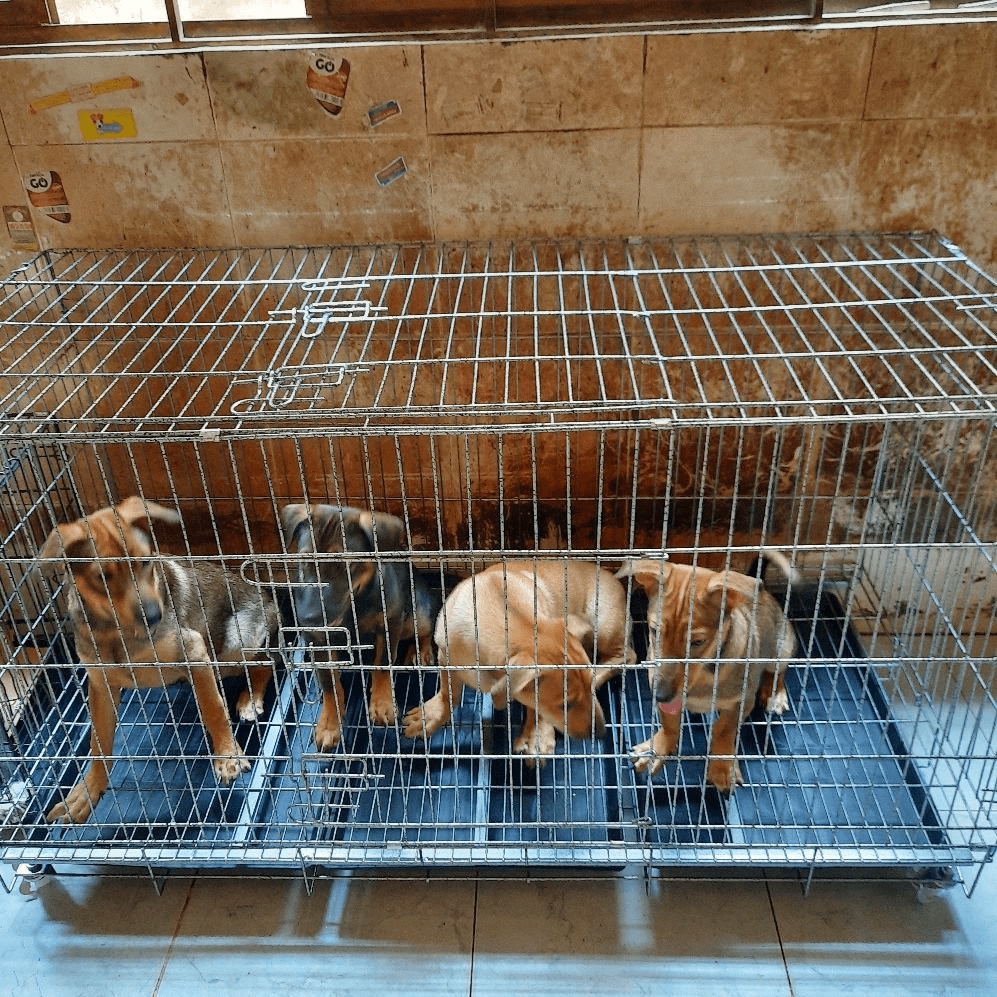 Chuồng Chó LỚn  - Vân Đá sơn tĩnh điện - chuồng gà - Hàng