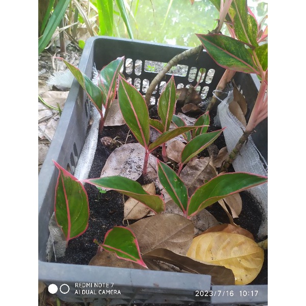 Chậu Cây Phú Quý nhỏ