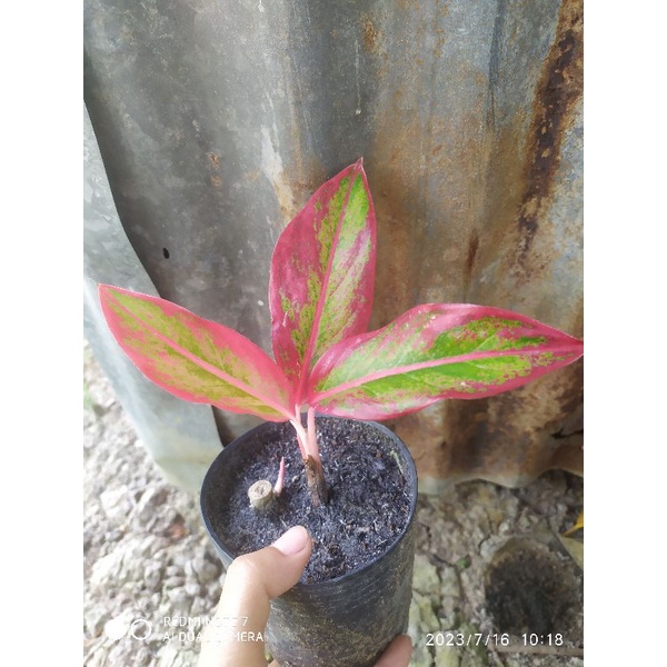 Chậu Cây Phú Quý nhỏ