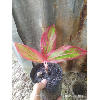 Chậu Cây Phú Quý nhỏ