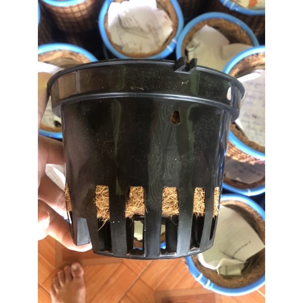 Tổ chim sinh sản giá rẻ