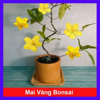  Cây Mai Vàng Bonsai - cây cảnh để bàn - cây giao như Video 