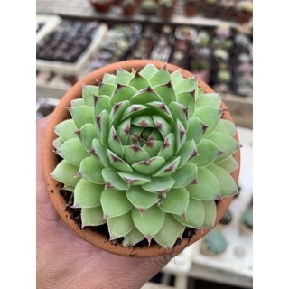 Sen đá phật bà 5cm
