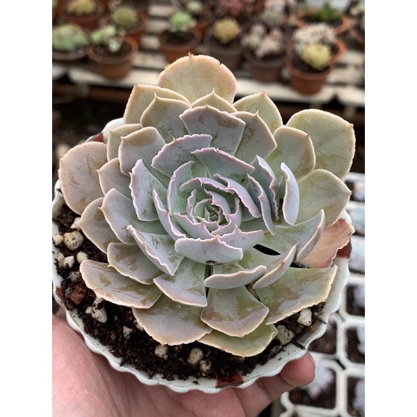 sen đá bắp cải soăn size 7cm