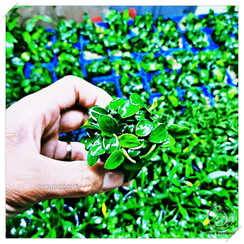 Cây Ráy Nana ite gen JAPAN - Cây Ráy ite Thuỷ Sinh Đẹp Dễ Chăm Nhất - Hàng mới về shop s uytin