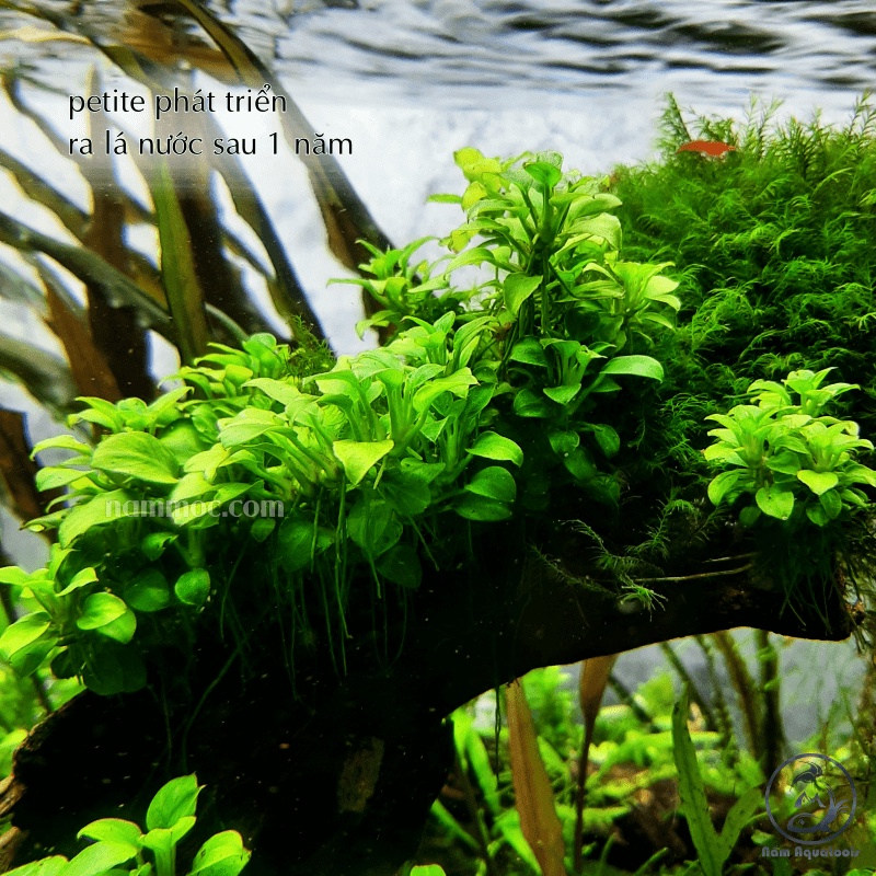 Cây Ráy Nana ite gen JAPAN - Cây Ráy ite Thuỷ Sinh Đẹp Dễ Chăm Nhất - Hàng mới về shop s uytin