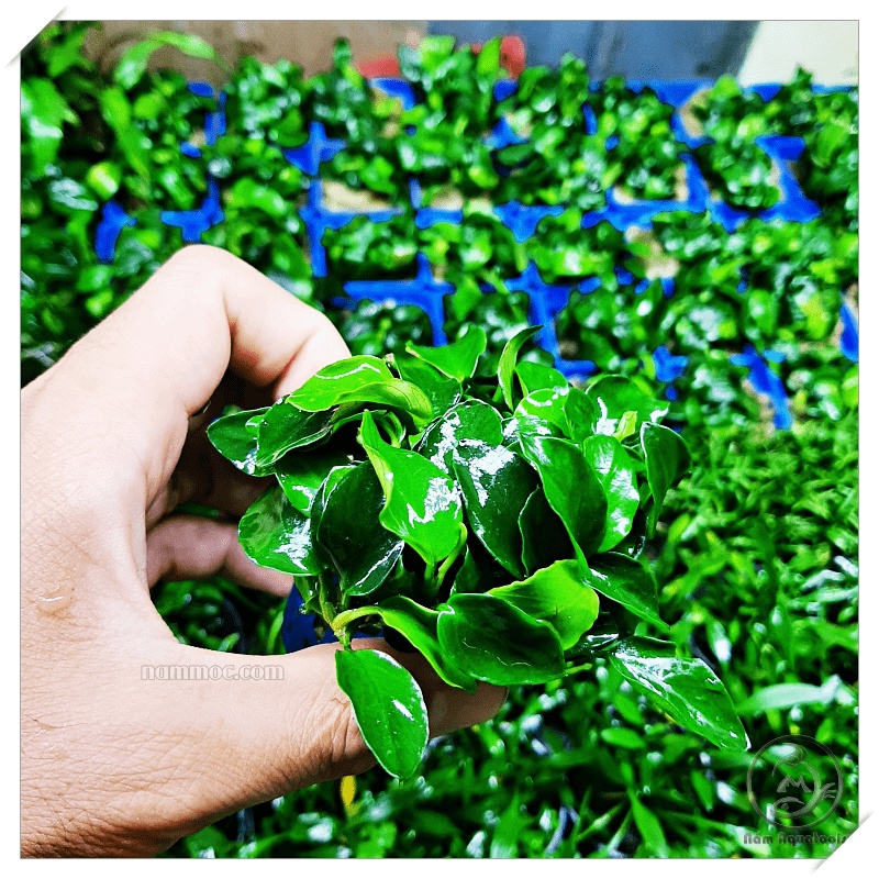 Cây Ráy Nana ite gen JAPAN - Cây Ráy ite Thuỷ Sinh Đẹp Dễ Chăm Nhất - Hàng mới về shop s uytin