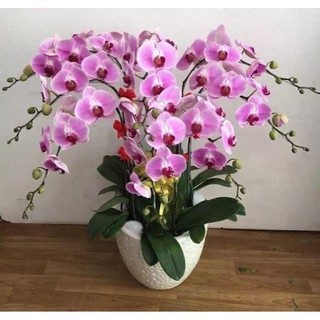 COMBO 20 cây hoa lan hồ điệp đủ 16 màu