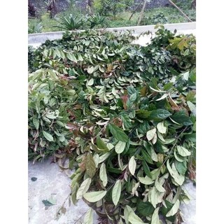 Cao xạ đen, lá xạ đen khô