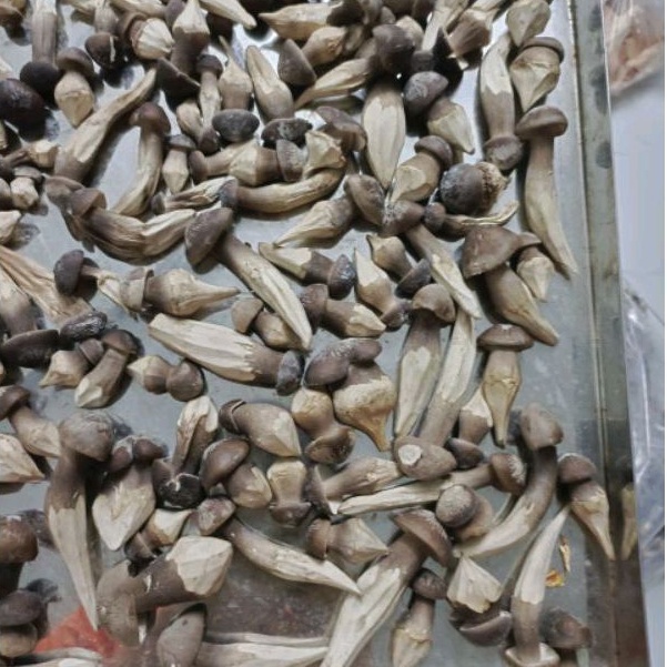 Nấm Mối Đen Sấy Thăng Hoa - Nấm Hữu Cơ 100g