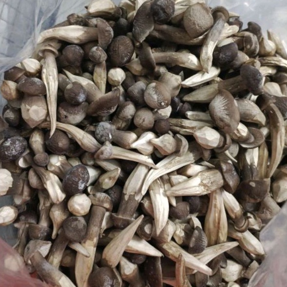 Nấm Mối Đen Sấy Thăng Hoa - Nấm Hữu Cơ 100g