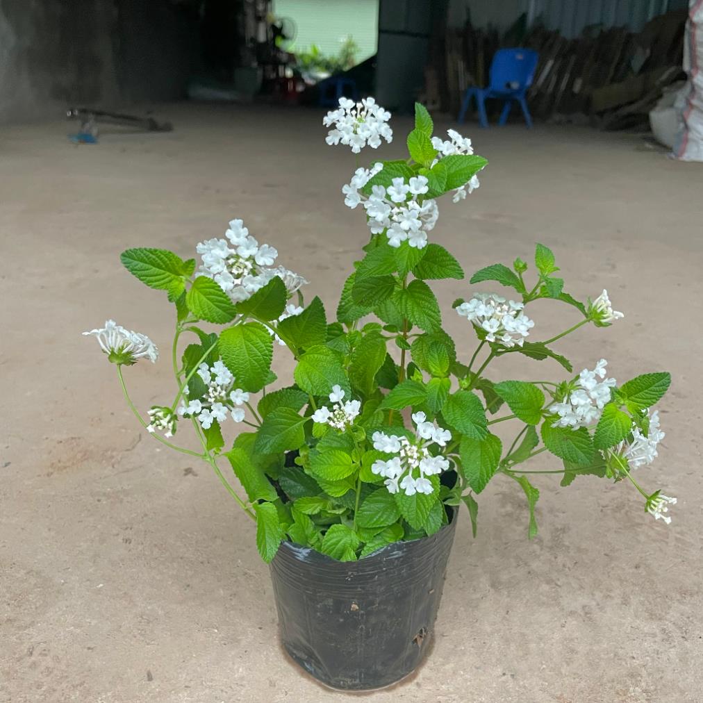 Cây hoa ngũ sắc trắng 20cm, ra hoa quanh năm, cây khỏe dễ chăm