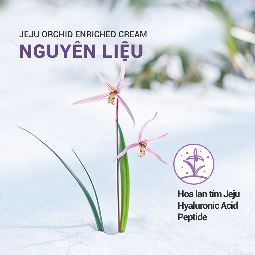 [Mã COSIF112 giảm 10% đơn 600K] Kem dưỡng ẩm ngăn ngừa lão hóa da innisfree Jeju Orchid Enriched Cream 50 mL