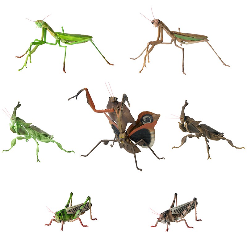 Mô Hình Côn Trùng Mini BANDAI BANDAI Gashapon 02