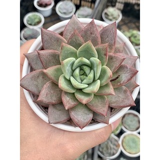 Sen đá mận size trung 12cm
